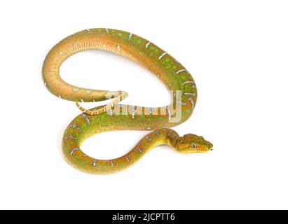 Juvenile Emerald tree boa Corallus caninus Stock Photo