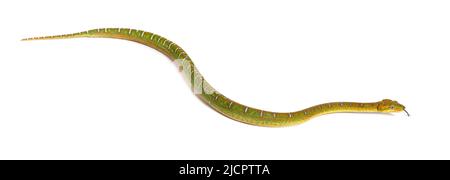 Juvenile Emerald tree boa Corallus caninus Stock Photo