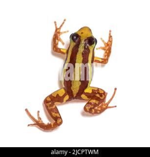 High view of Anthony's poison arrow frog, Epipedobates anthonyi Stock Photo