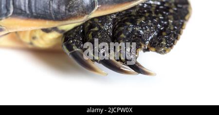 foot of a Chinese stripe-necked turtle, Mauremys sinensis Stock Photo