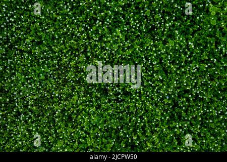 Spring grass texture with flowers, top view on field Stock Photo