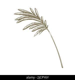 Hand drawn pampas grass isolated on white background. Vector illustration in sketch style Stock Vector