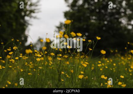 Buttercup yellow flowers in meadow on green grass background. Selective focus, blurred background Stock Photo