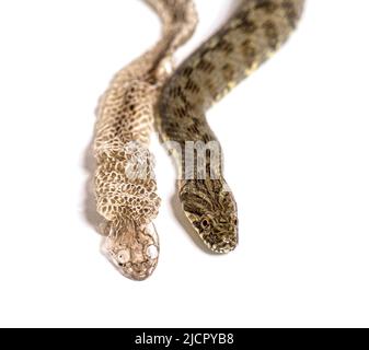 Viperine water snake, Natrix maura, Shedding Skin UK Molting, Shed or Moult, nonvenomous and Semiaquatic snake, Isolated on white Stock Photo
