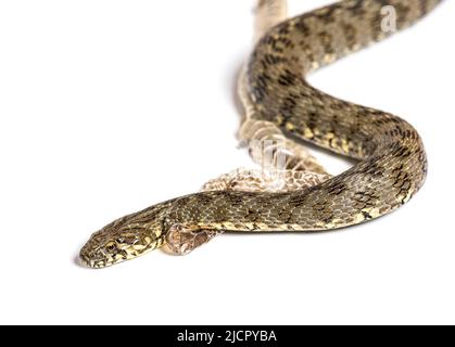 Viperine water snake, Natrix maura, Shedding Skin UK Molting, nonvenomous and Semiaquatic snake, Isolated on white Stock Photo