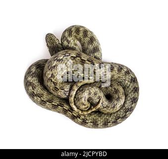 Viperine water snake, Natrix maura, nonvenomous and Semiaquatic snake, Isolated on white Stock Photo