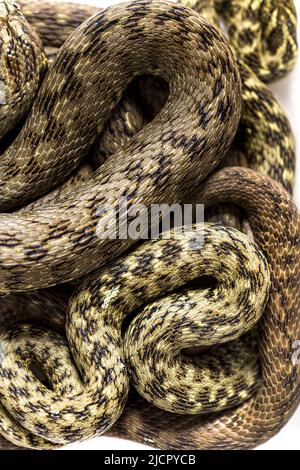 View from up high on Viperine water snake skin, Natrix maura, nonvenomous and Semiaquatic snake, Isolated on white Stock Photo