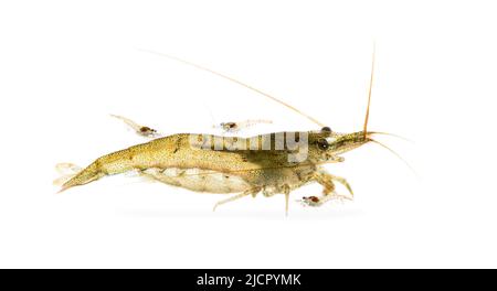 Mother and babies freshwater shrimp, Atyaephyra desmaresti, Caridine, on white Stock Photo