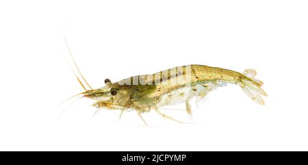 Atyaephyra desmaresti, Caridine, freshwater shrimp, isolated on white Stock Photo