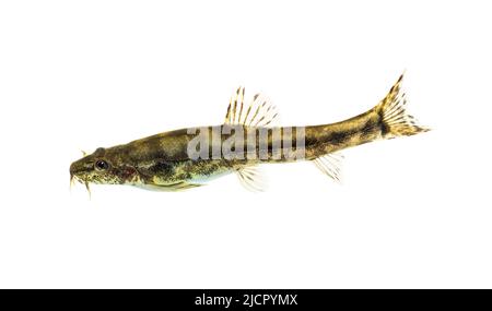 Side view of a Stone loach, Barbatula barbatula, European species, isolated on white Stock Photo