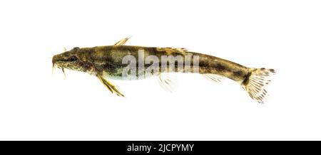 Side view of a Stone loach, Barbatula barbatula, European species, isolated on white Stock Photo