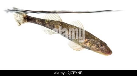 Side view Rhone streber, zingel asper, freshwater fish, isolated on white Stock Photo