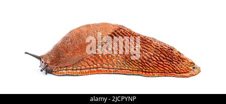 Red slug, Arion rufus, isolated on white Stock Photo