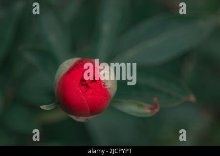 Red peonies in the garden. Blooming red peony. Close-up of beautiful red Peony flower. Stock Photo