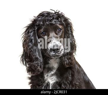 portrait of a Young black and grey English cocker spaniel dog Stock Photo
