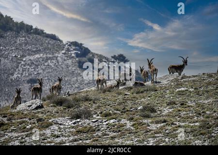 The Iberian ibex or ibex is one of the species of bovids of the genus Capra that exist in Europe Stock Photo