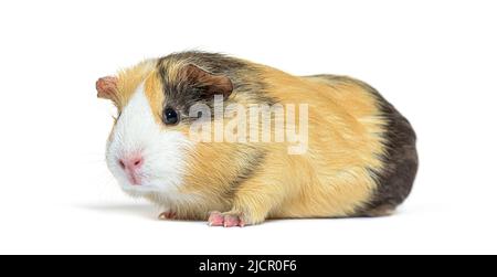 Tri colored long haired Guinea pig, isolated on white Stock Photo