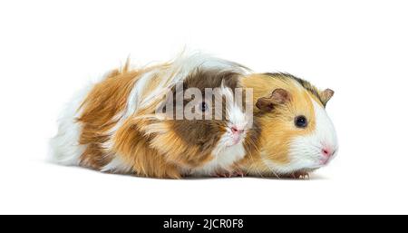 Two Tri colored long haired Guinea pig Stock Photo