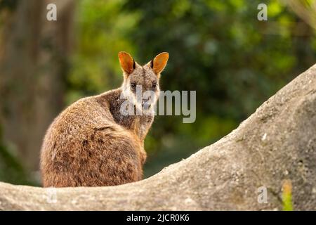 Cute looking Brush-tailed Rock-wallaby sits peacfully, Currumbin Wildlife Sanctuary, Queensland, Australia Stock Photo