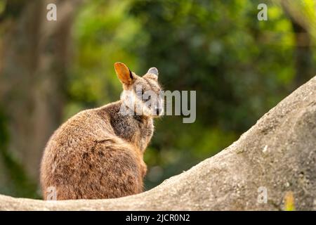 Cute looking Brush-tailed Rock-wallaby sits peacfully, Currumbin Wildlife Sanctuary, Queensland, Australia Stock Photo