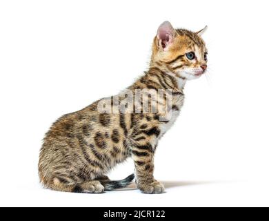 Bengal cat kitten sitting, six weeks old, isolated on white Stock Photo