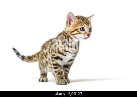 Bengal cat kitten standing in front, six weeks old, isolated on white Stock Photo