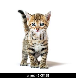 Facing Bengal kitten looking at the camera, six weeks old, isolated on white Stock Photo