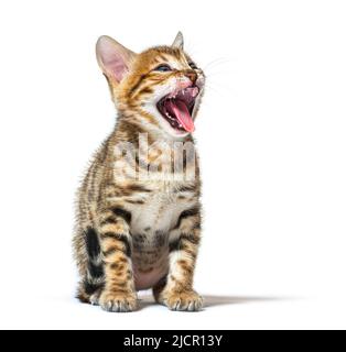 bengal cat kitten making a face and showing its roughness tongue, five weeks old, isolated on white Stock Photo
