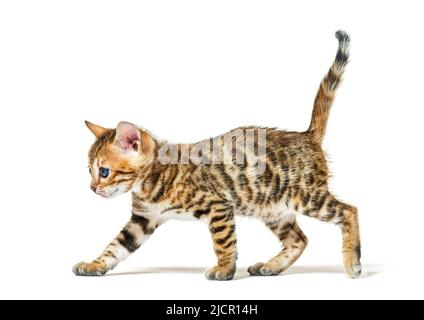 side view of a walking bengal cat kitten, six weeks old, isolated on white Stock Photo