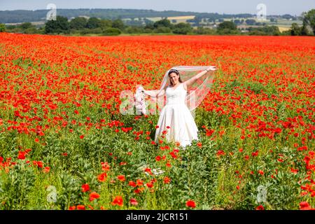 Bride in white wedding dress in a poppy field, UK 2022 Stock Photo