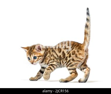 side view of a bengal cat kitten prowling, six weeks old, isolated on white Stock Photo