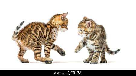Two bengal cat kittens playing together, six weeks old, isolated on white Stock Photo