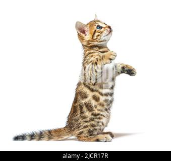 Bengal cat kitten on hind legs begging, six weeks old, isolated on white Stock Photo