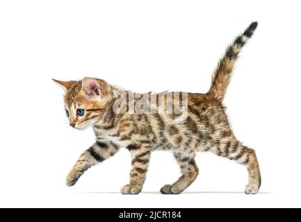side view of a walking bengal cat kitten, six weeks old, isolated on white Stock Photo