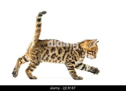 side view of a walking bengal cat kitten, six weeks old, isolated on white Stock Photo