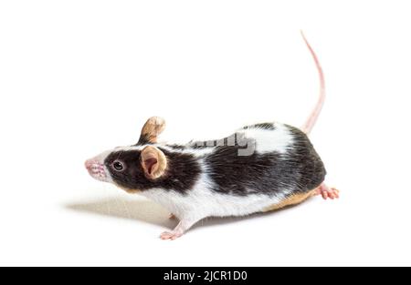Black and white Fancy mouse - Mus musculus domestica, isolated on white Stock Photo