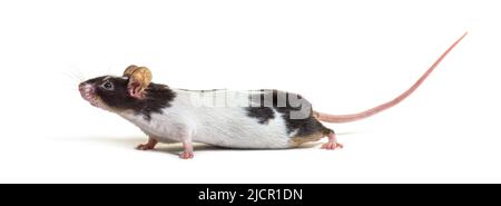 Side view of a black and white mouse - Mus musculus domestica, isolated on white Stock Photo