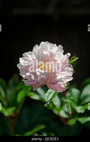 Peony (disambiguation) with dark background Stock Photo