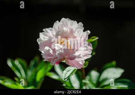 Peony (disambiguation) with dark background Stock Photo