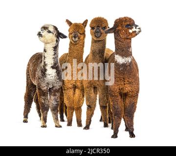 Group of many different colors alpaca in a row - Lama pacos Stock Photo