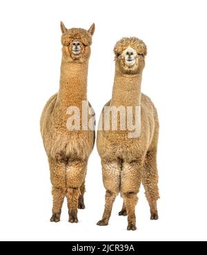 Two Medium and light fawn side by side alpacas - Lama pacos Stock Photo
