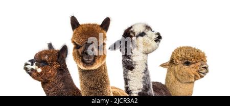 Head shot of many alpacas - Lama pacos, isoltaed on white Stock Photo