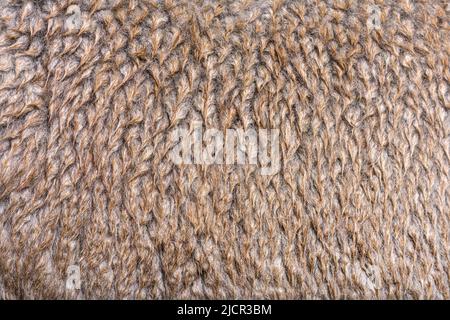 macro of Medium silver grey alpaca wool or fiber - Lama pacos Stock Photo