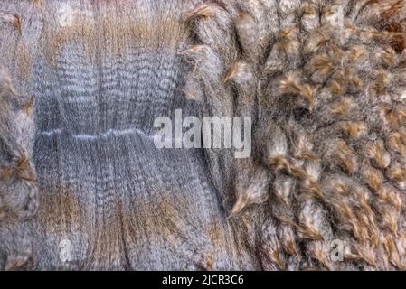 Close-up of spreading Medium silver grey alpaca wool or fiber - Lama pacos Stock Photo