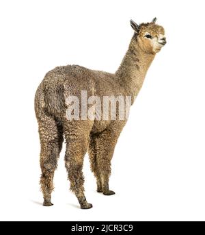 Medium silver grey alpaca - Lama pacos Stock Photo