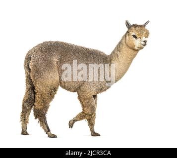 Side view of a Medium silver grey alpaca walking  - Lama pacos Stock Photo