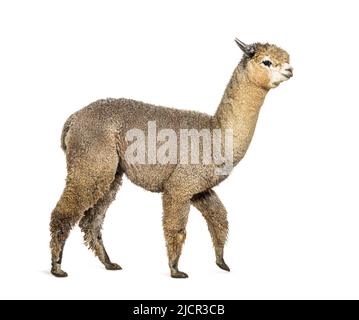 Side view of a Medium silver grey alpaca walking  - Lama pacos Stock Photo