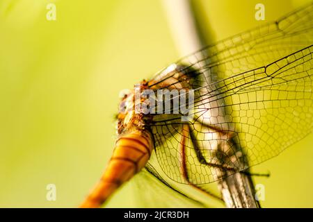 Dragonflies that are perched on tree branches on the edge of the rice fields, on a sunny morning Stock Photo