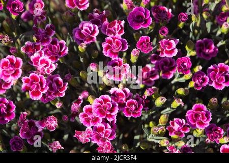 vibrant pink carnations also called Dianthus caryophyllus in the garden area in bavaria Stock Photo
