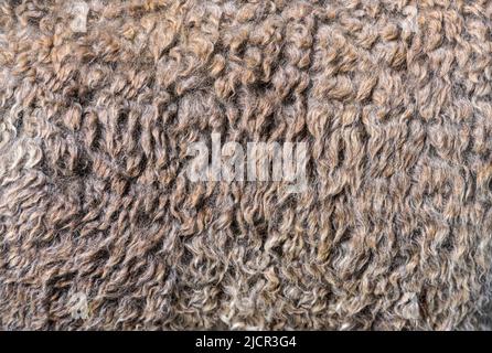 Close-up on Medium silver grey alpaca wool or fiber - Lama pacos Stock Photo